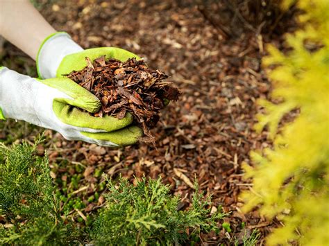 When To Mulch A Garden