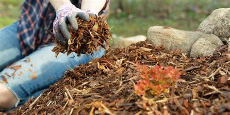 When To Mulch In Fall
