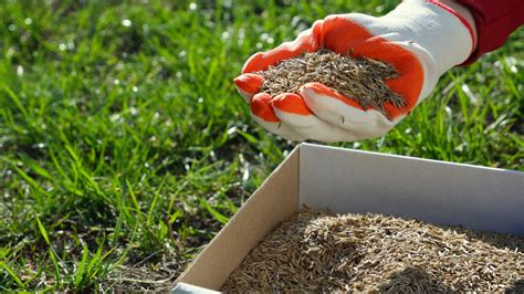 How To Dethatch And Overseed Lawn How to Prepare and Overseed Your