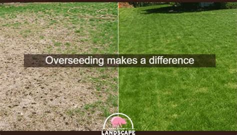 Techniques for Overseeding a Lawn Best Manual Lawn Aerator