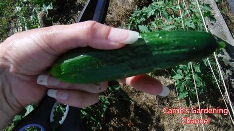 When To Pick Cucumbers Off Vine