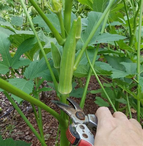 when to pick okra from garden