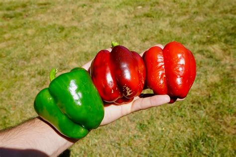 How to Get a Green Bell Pepper to Turn Red Dengarden