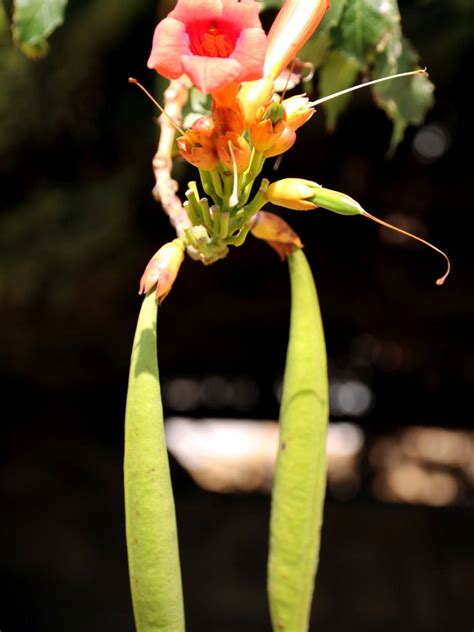 when to pick trumpet vine seed pods