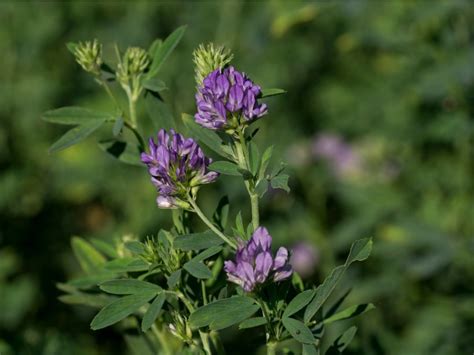 when to plant alfalfa