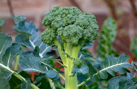 when to plant broccoli uk