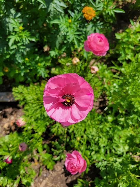 When To Plant Bulbs In San Diego