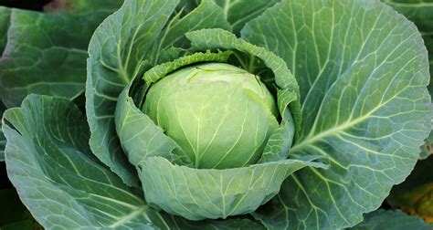 When To Plant Cabbage In Fall
