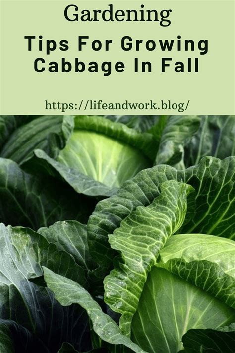 When To Plant Cabbage In The Fall