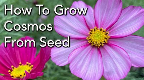 When To Plant Cosmo Seeds