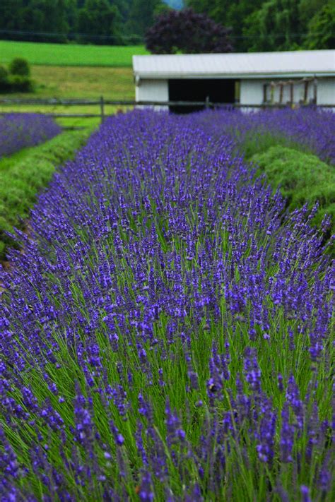 when to plant lavender plant