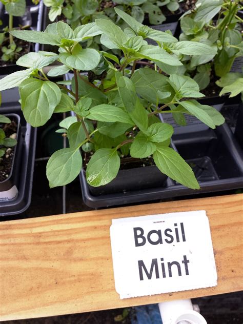 When To Plant Mint Basil