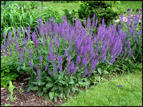 when to plant purple sage