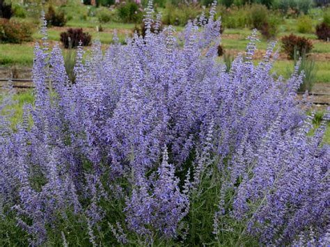 when to plant russian sage perennial