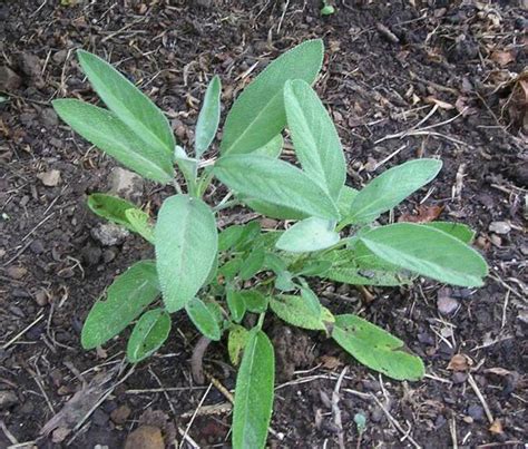 When To Plant Sage In The Ground
