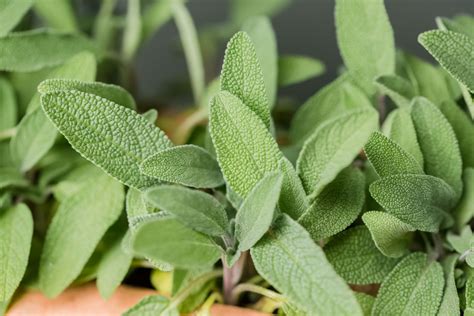when to plant sage plants
