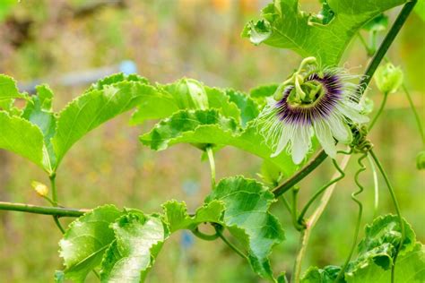 when to prune a passion flower