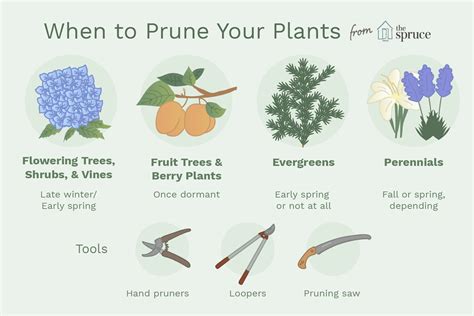 when to prune bushes