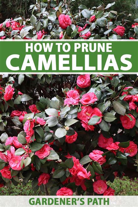 when to prune camellias