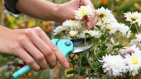When To Prune Garden Mums