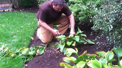 When To Prune Hosta Plant