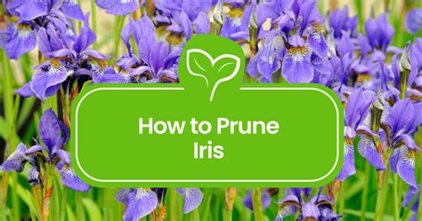 When To Prune Iris