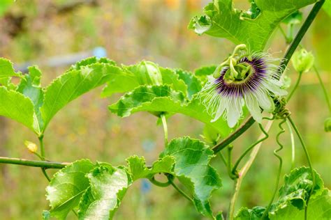 when to prune passion flower climbers