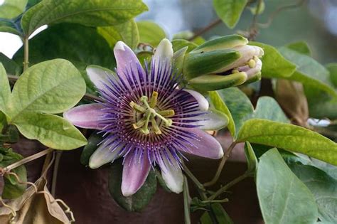 when to prune passion flower uk