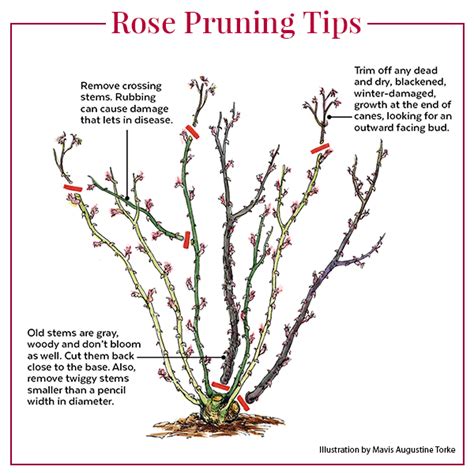 Timing for Optimal Rose Bush Pruning: Expert Tips Inside