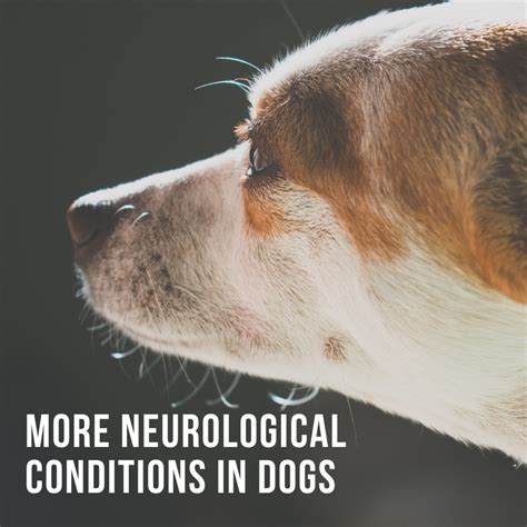 when to put a dog down with neurological problems
