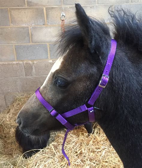When To Put A Headcollar On A Foal