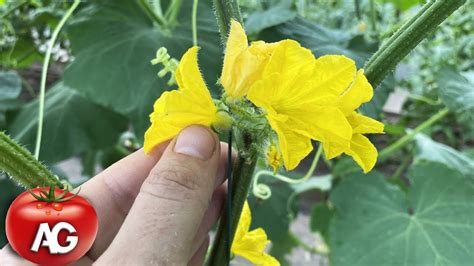 When To Remove Cucumber Flowers