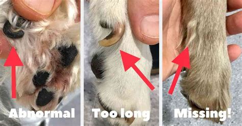 When To Remove Dog Dew Claws