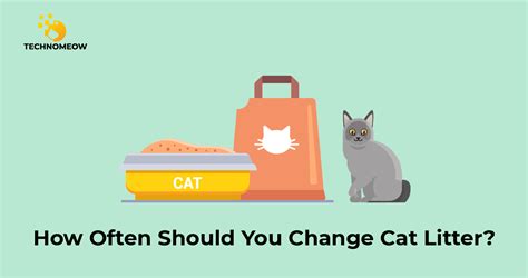 When To Replace Kitty Litter