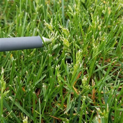 6 Best Grass Seed For Overseeding