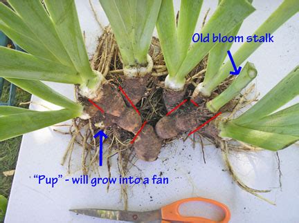 when to split iris