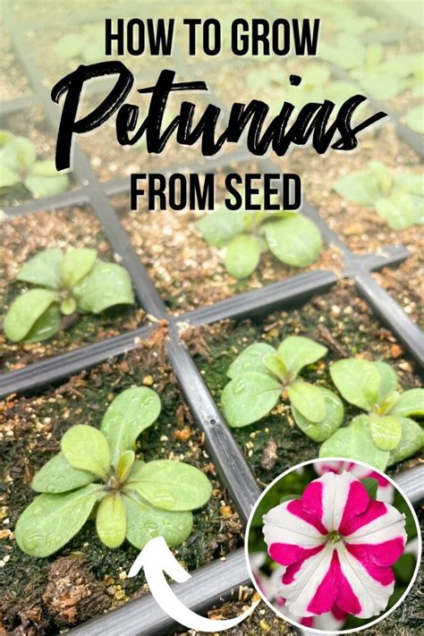when to start petunia seeds indoors