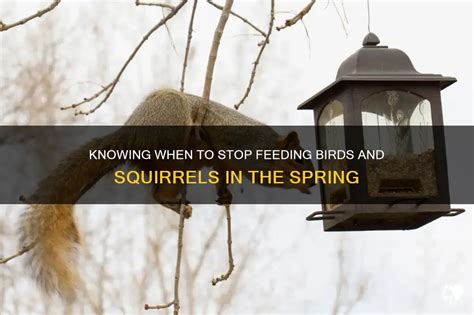 If you leave food out will it stop birds from migrating? Should you