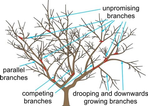 When To Stop Pruning Apple Trees