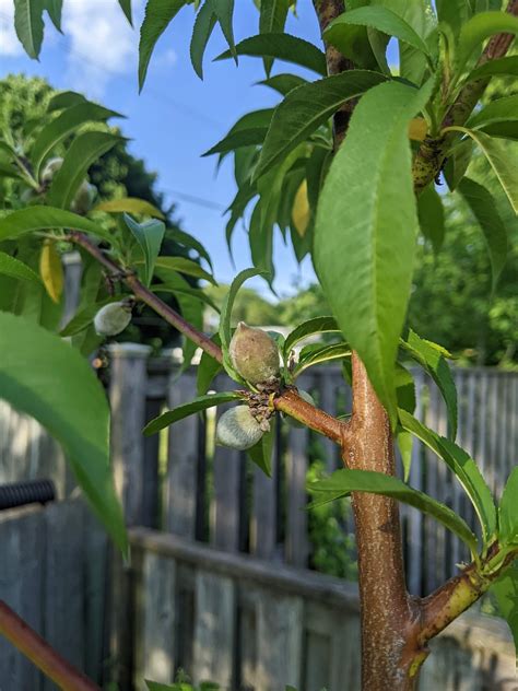 When To Thin Peaches On A Peach Tree