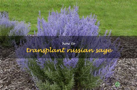 when to transplant russian sage
