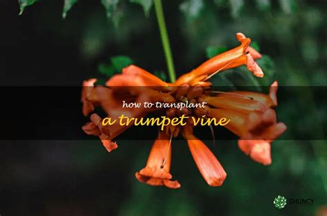 when to transplant trumpet vine