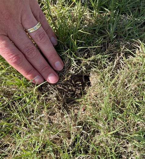when to treat lawn for mole crickets