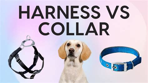 When To Use A Harness Vs Collar