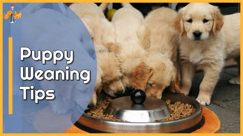 when to wean puppies