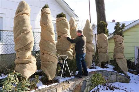 When To Wrap Arborvitae With Burlap