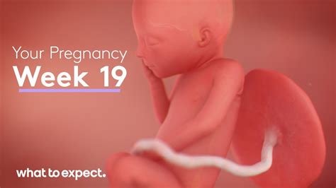 when was 19 weeks ago