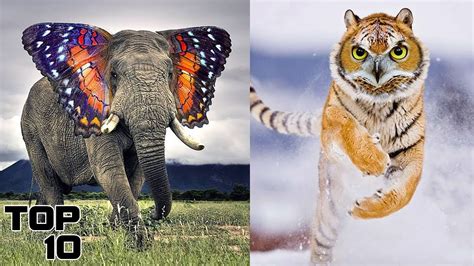 When Was Animals Created