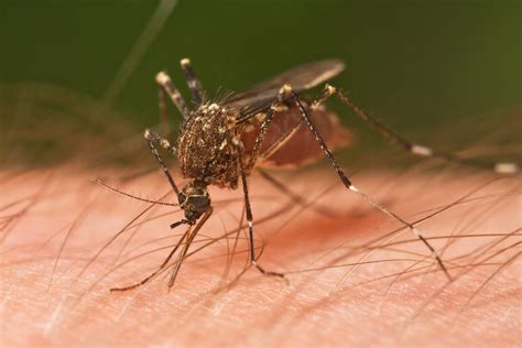 when was dengue fever discovered