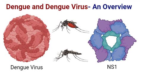 when was dengue virus discovered